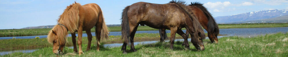 Islandpferde Teichgut e.V.